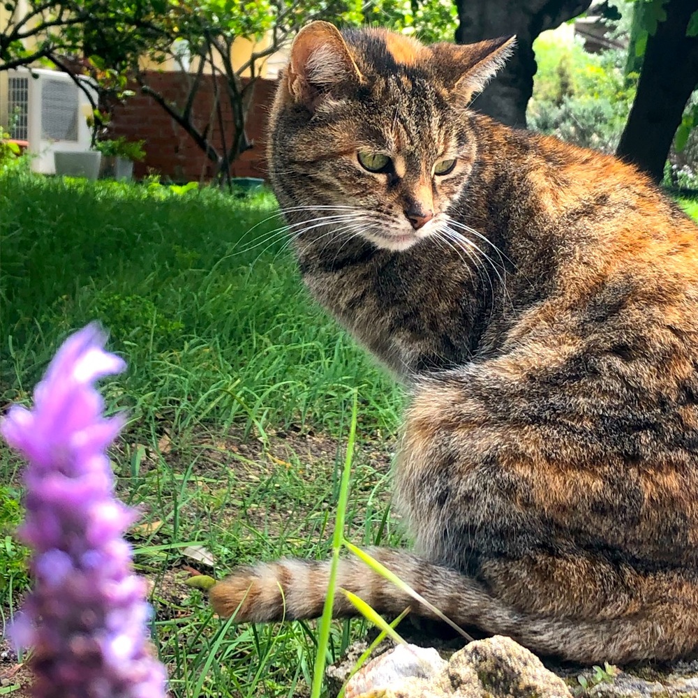 Meet your Posher, Maddison